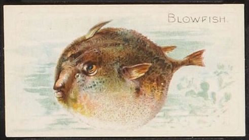 T58 Blowfish.jpg